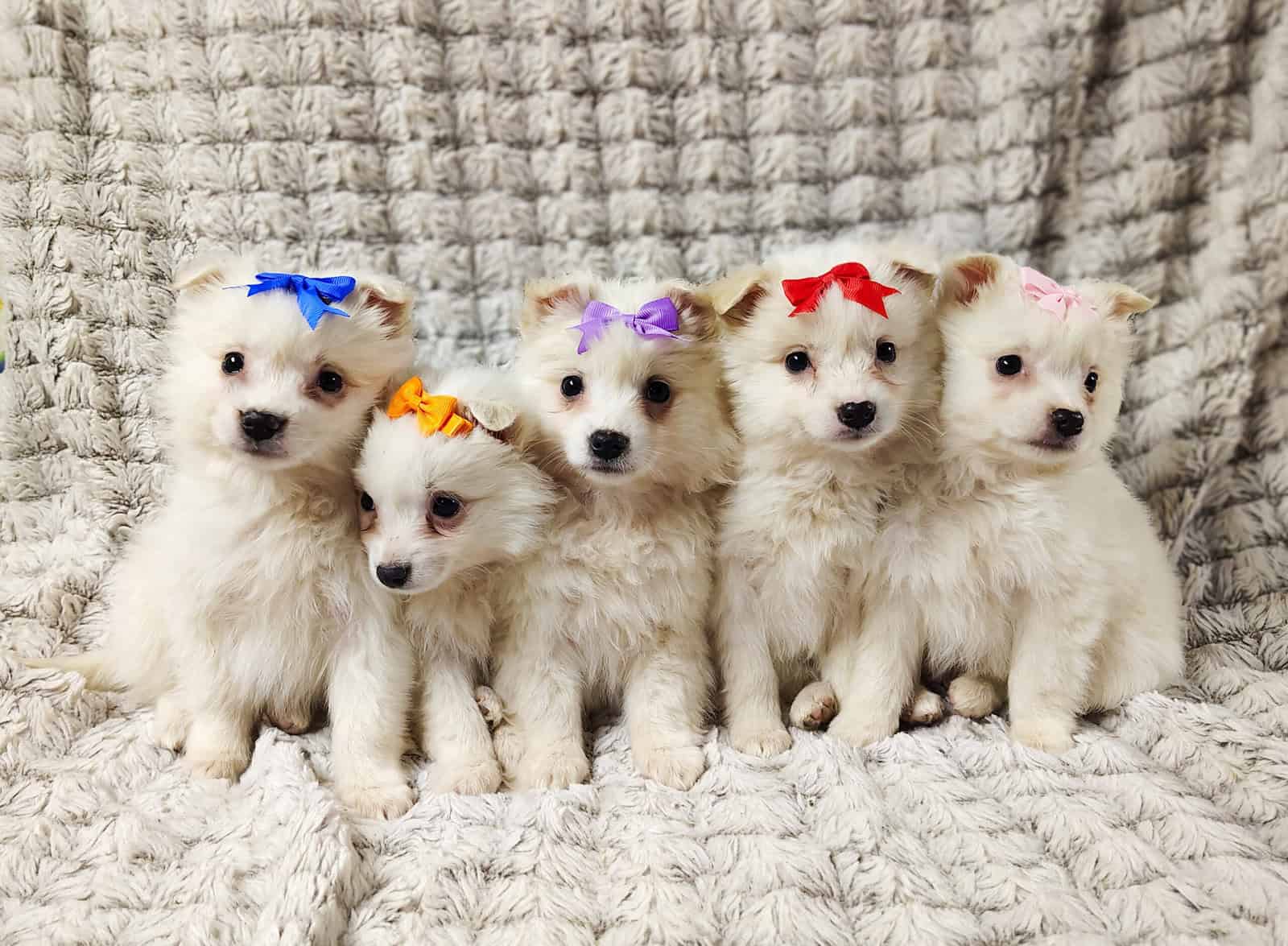 puppies, females available $350 Columbia city utd image 1