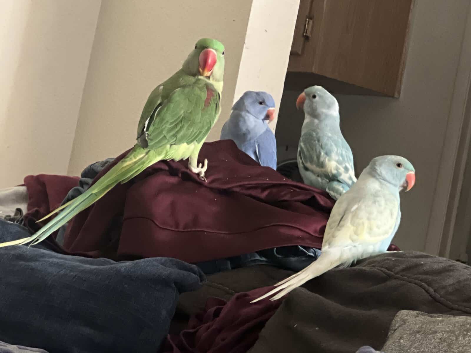Indian Ringneck babies image 1