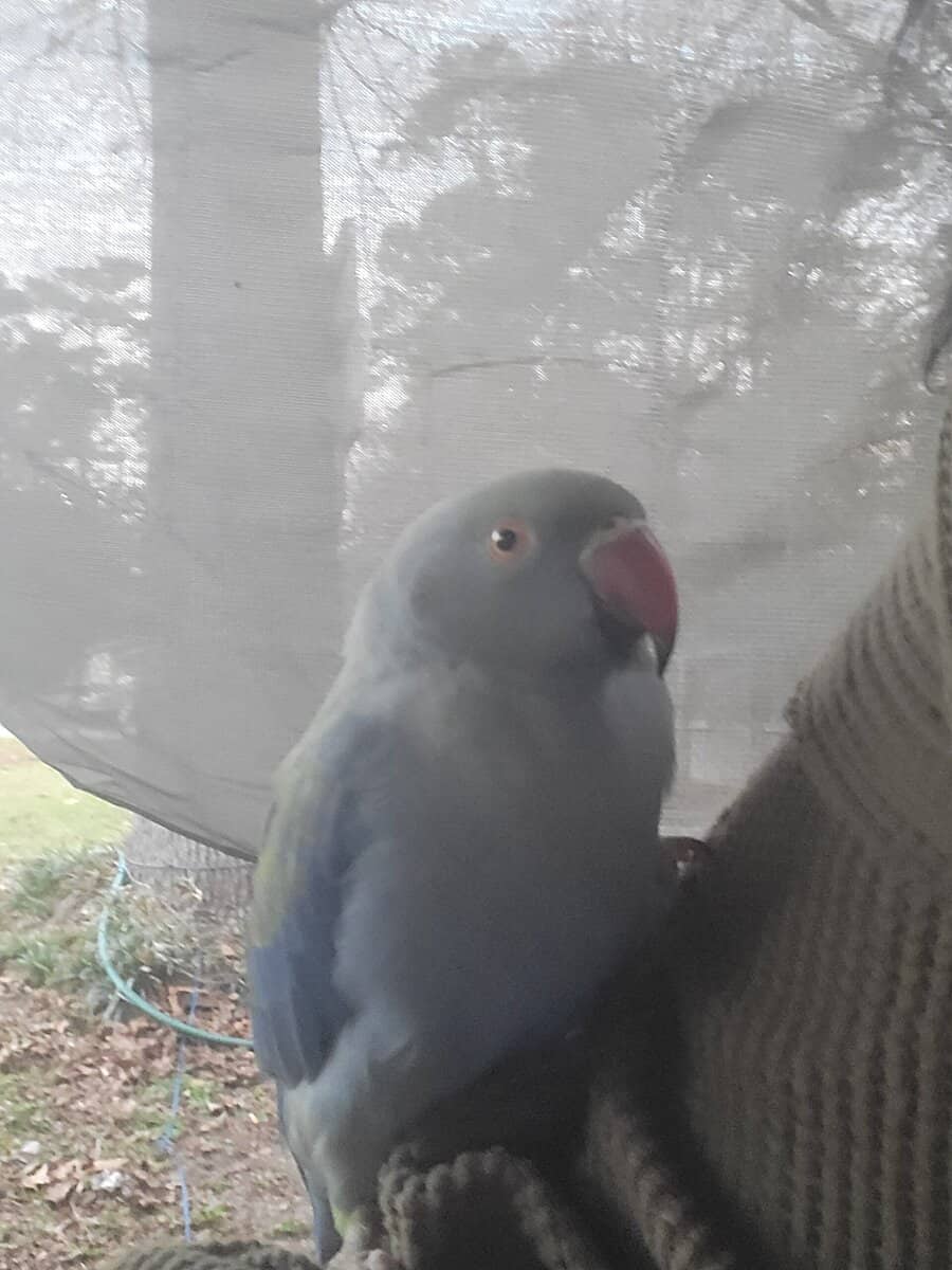 Sweet Young Indian Ringneck image 2