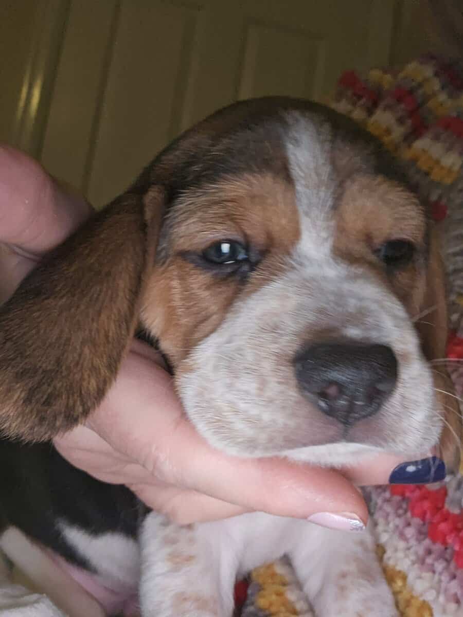 Beagle puppies for Valentine's Day image 2