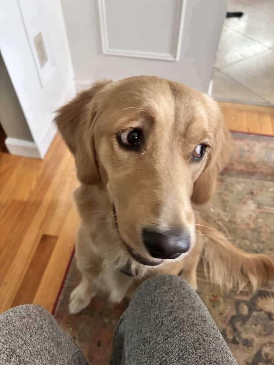 Mika-13 month old- Golden Retriever image 3