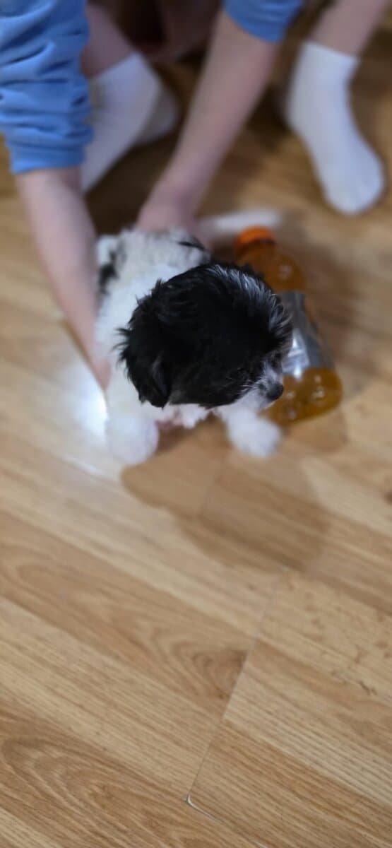 2 Shitzu/bichan and Toy Aussie/Pomeranian puppies image 1