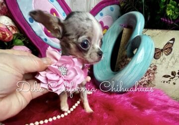 Debs California Chis BLUE MIST