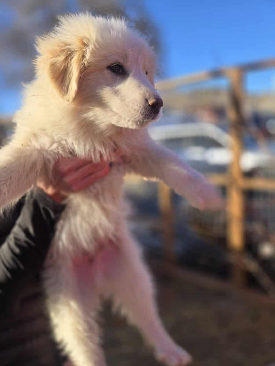 Great Pyrenees Puppies For sale image 5