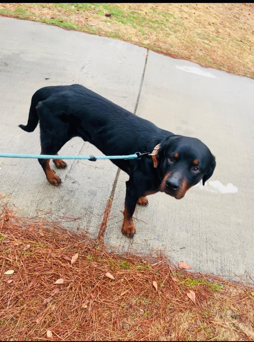 Hello my name is remy , in need of a new home . image 1