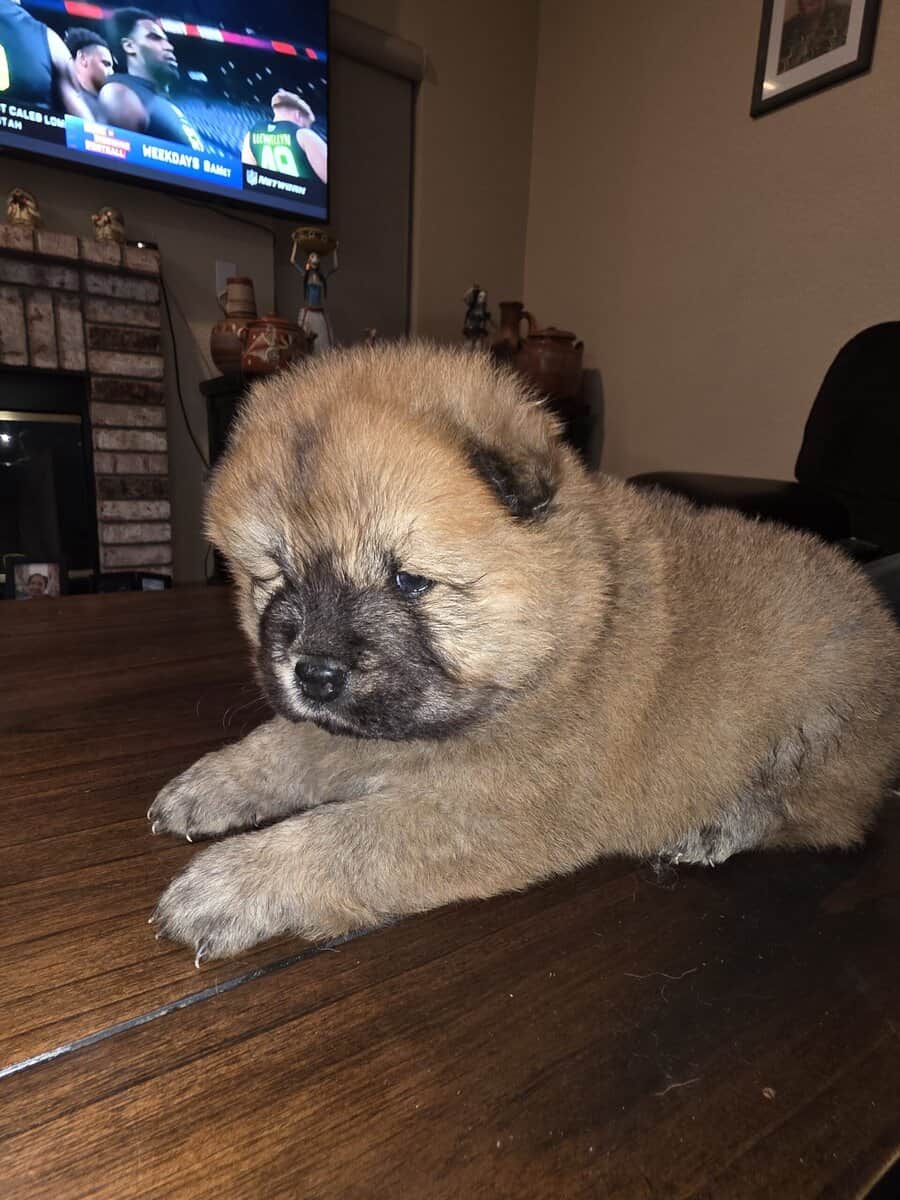Chow chow puppies image 5