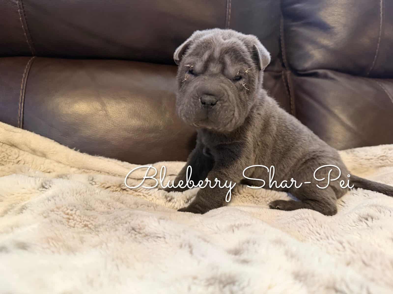 Shar-Pei Puppies image 4