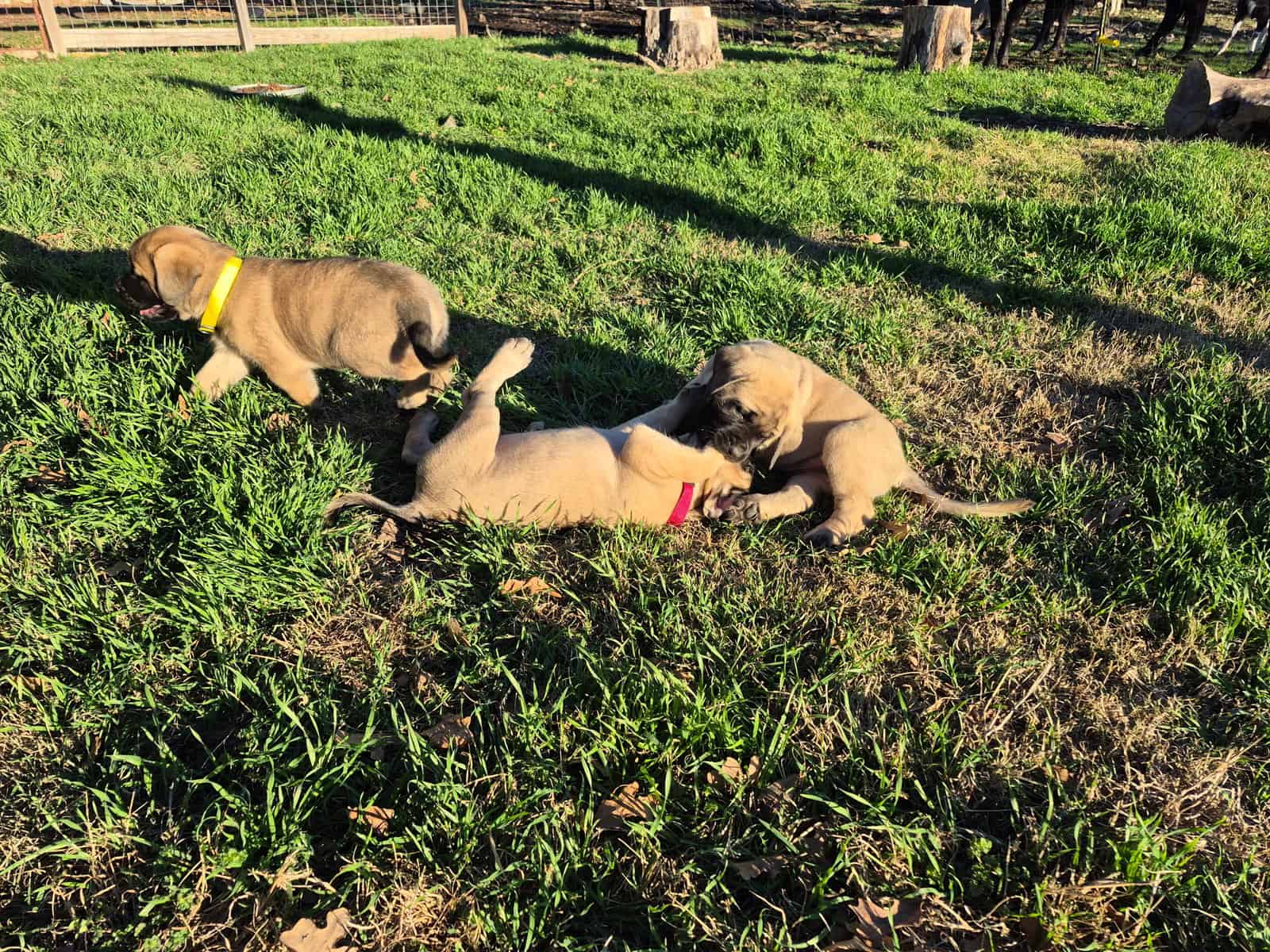 Purebred English Mastiffs for sell image 10