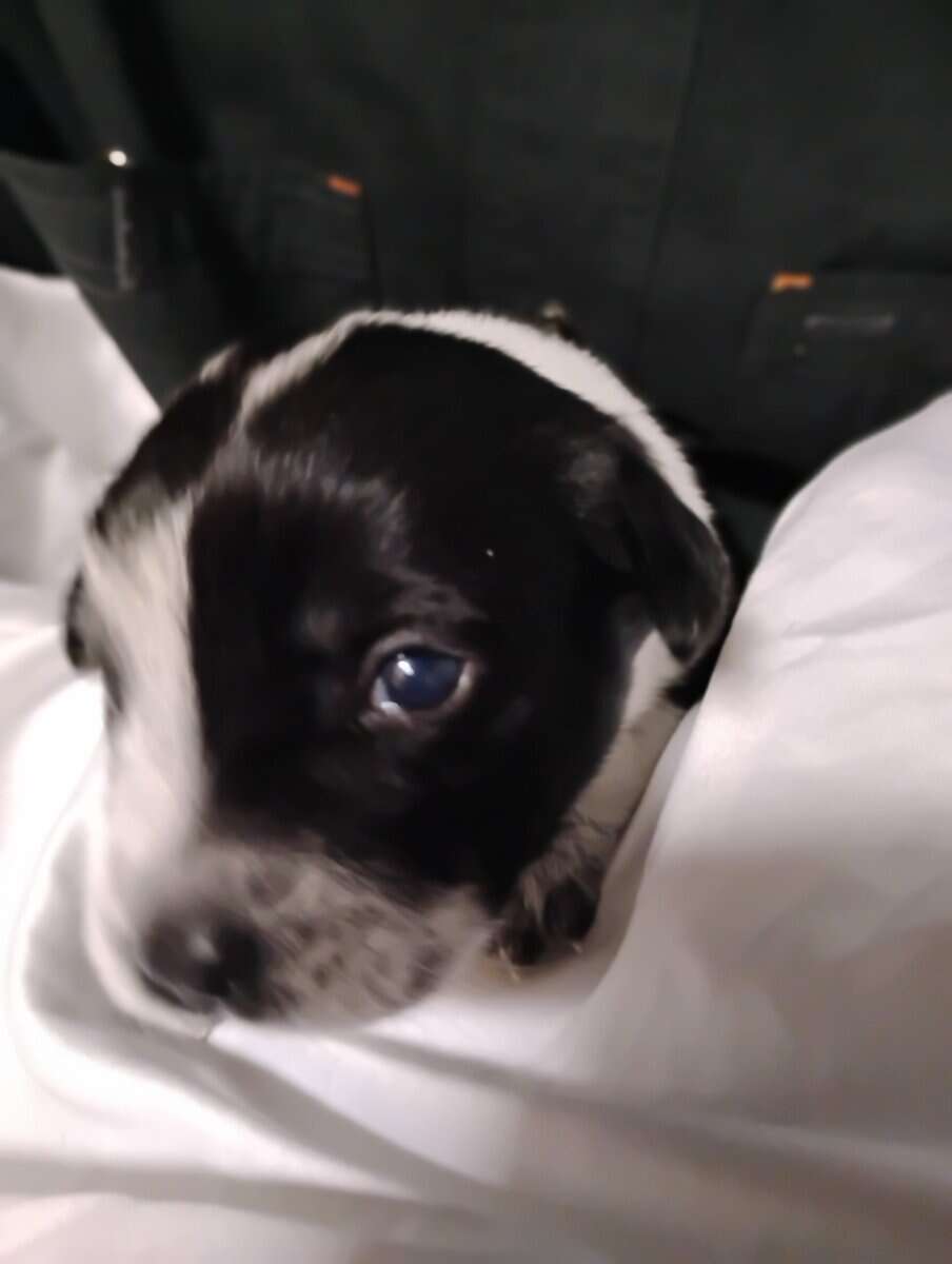 Aussiedor Puppies, Available End of March image 4