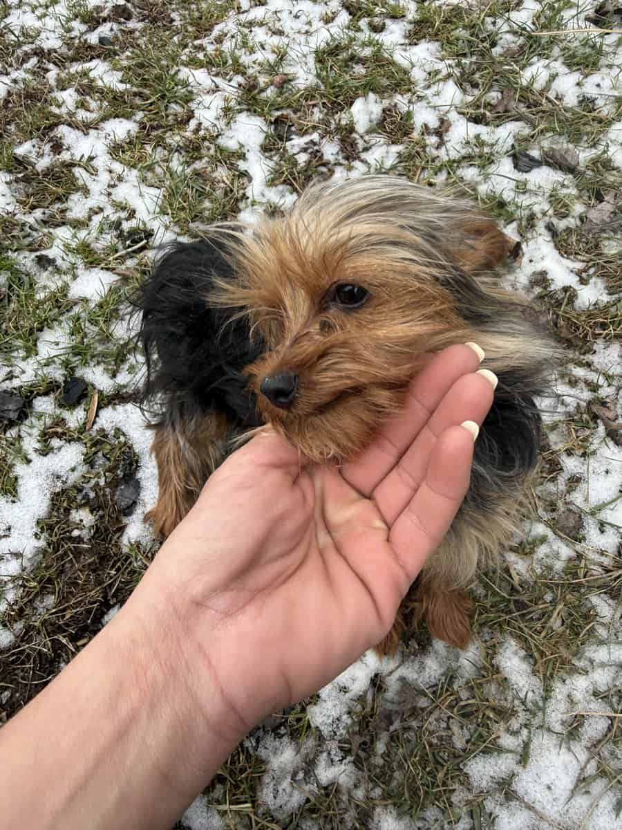 Mini Yorkie (male) image 1