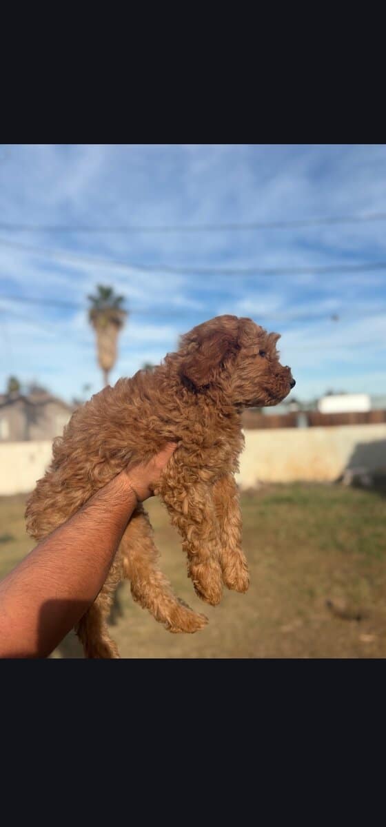 Sriracha - Family raised Female F1B Goldendoodle image 7