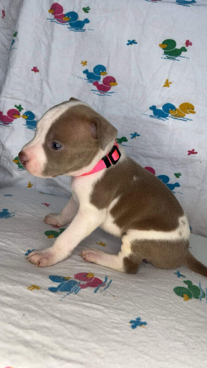 Pitt Bull Puppies image 3