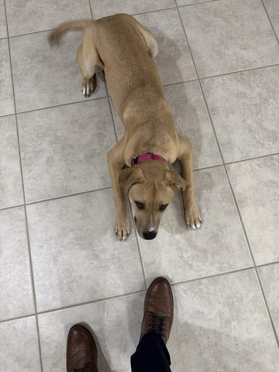 Rockledge dog image 4