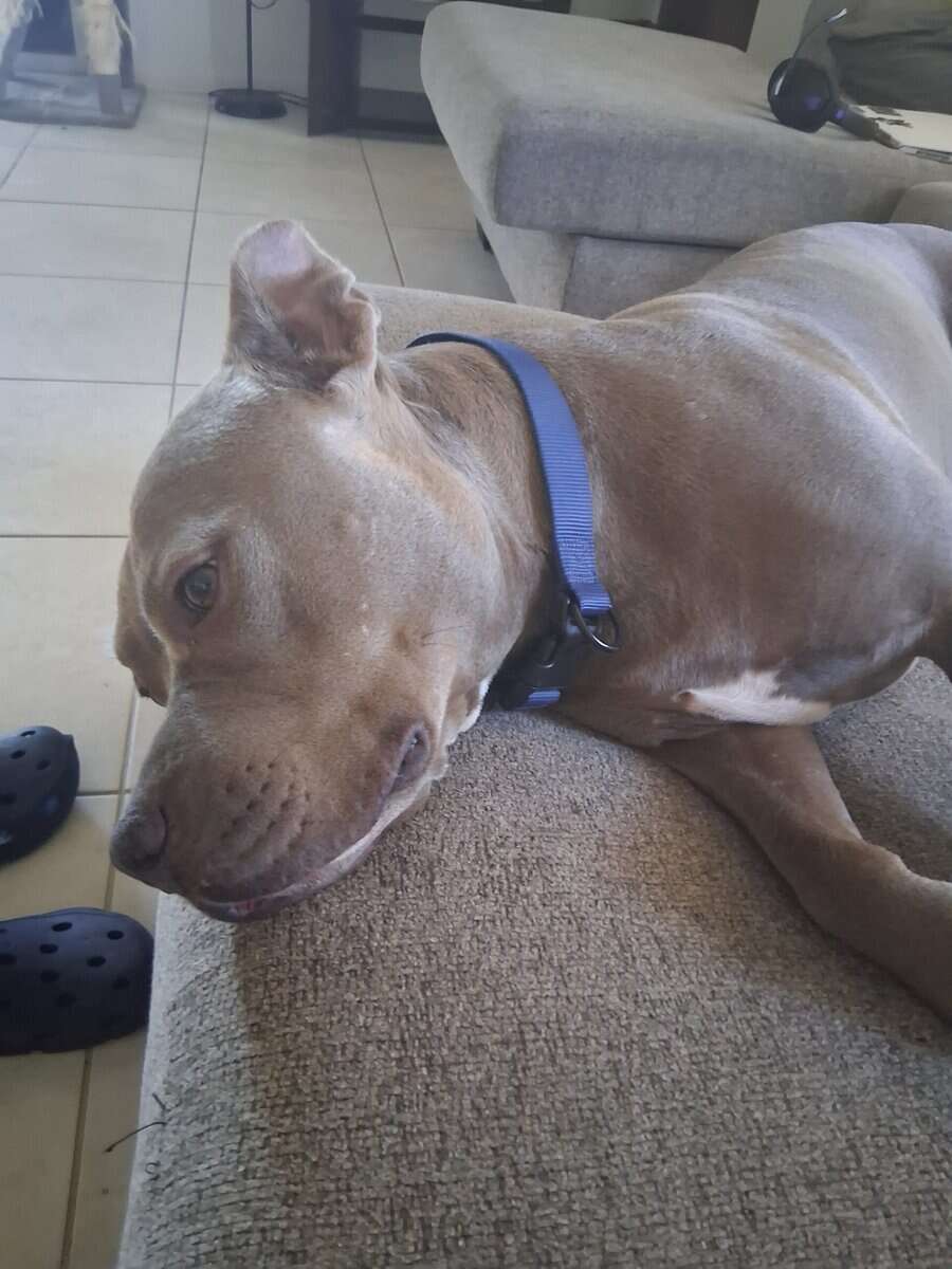 Loving Pitbull with seperation anxiety. image 1