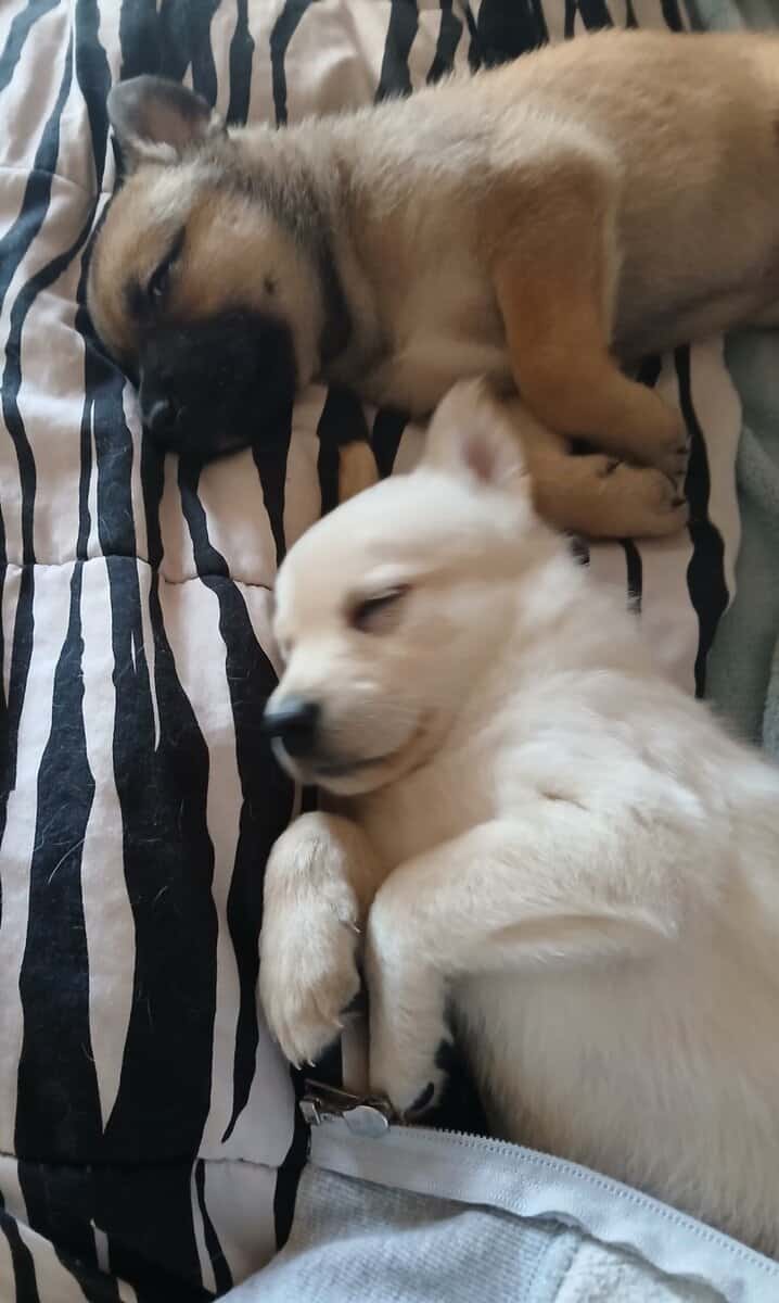 Puppies image 2