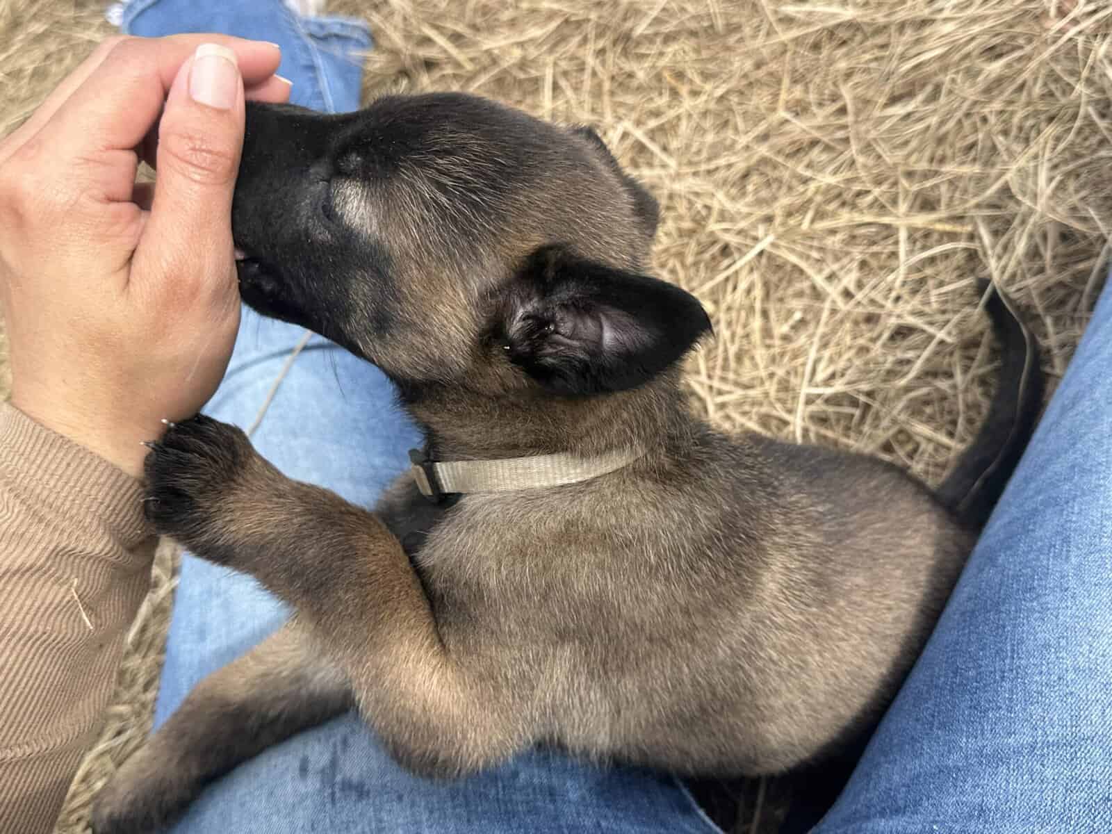 Belgian Malinois image 6