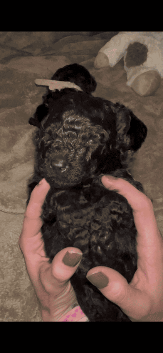 Rare! AKC champion Puli puppies for sale image 1