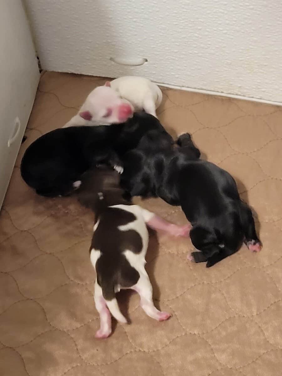 Miniature Schnauzer puppies image 1