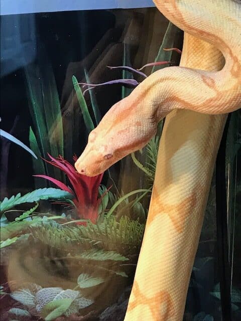 5 ft male Albino Boa Constrictor needs a new home image 4