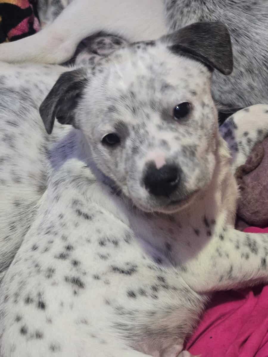 Rehoming puppies image 1