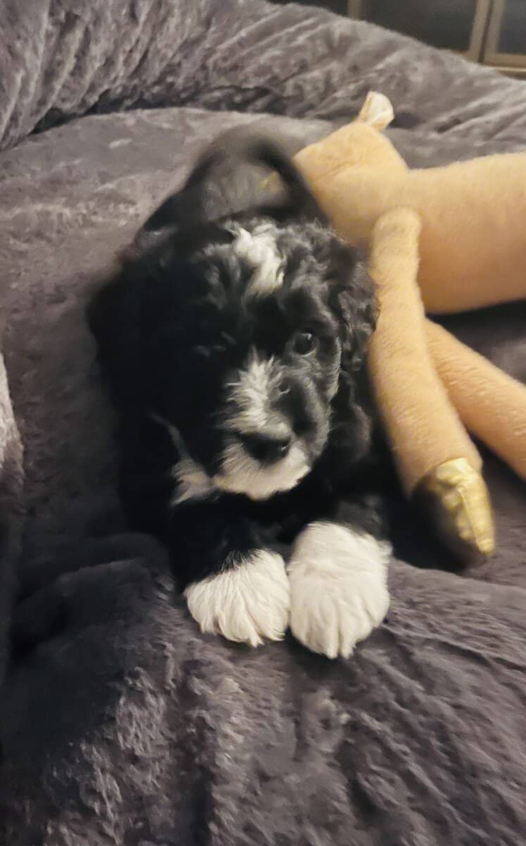 Bo adorable Aussie Doodle puppy image 7