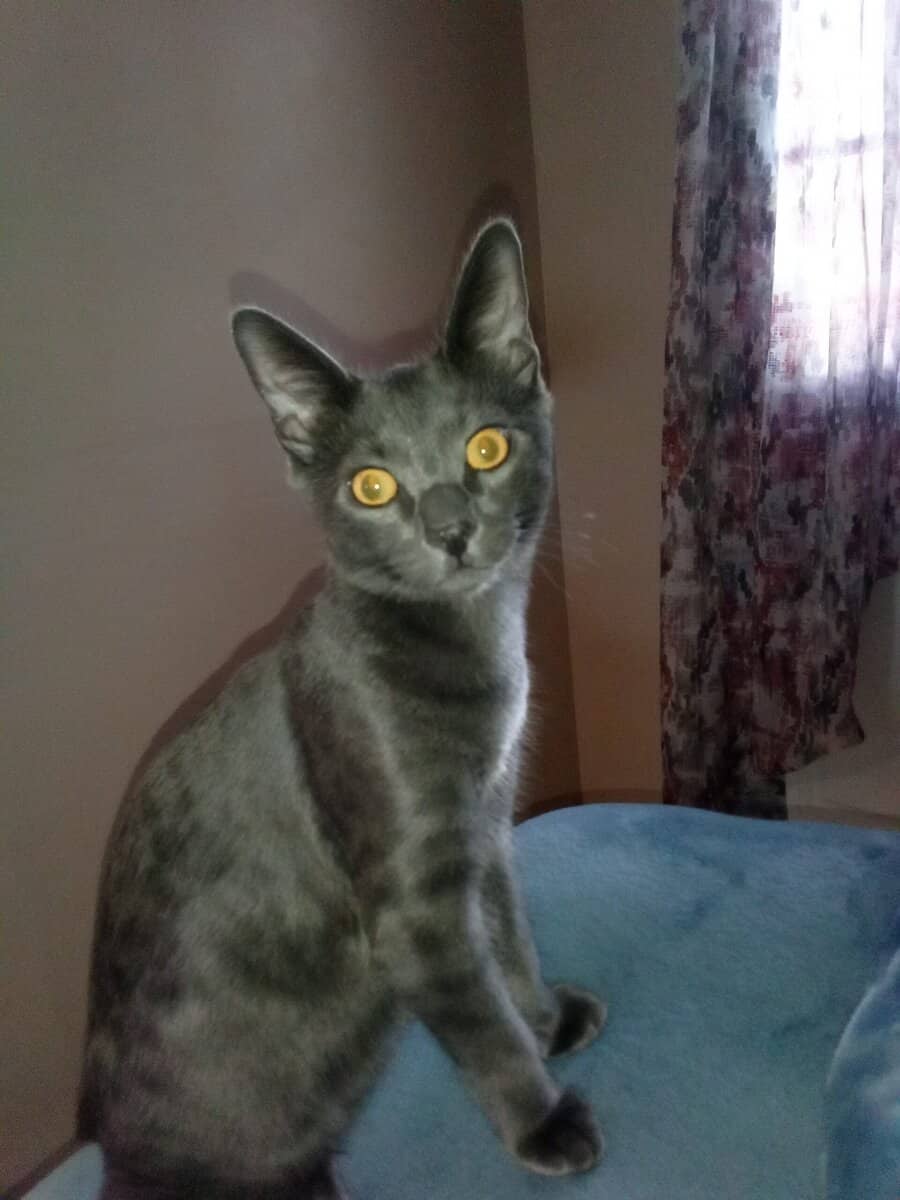 Free kitten image 1