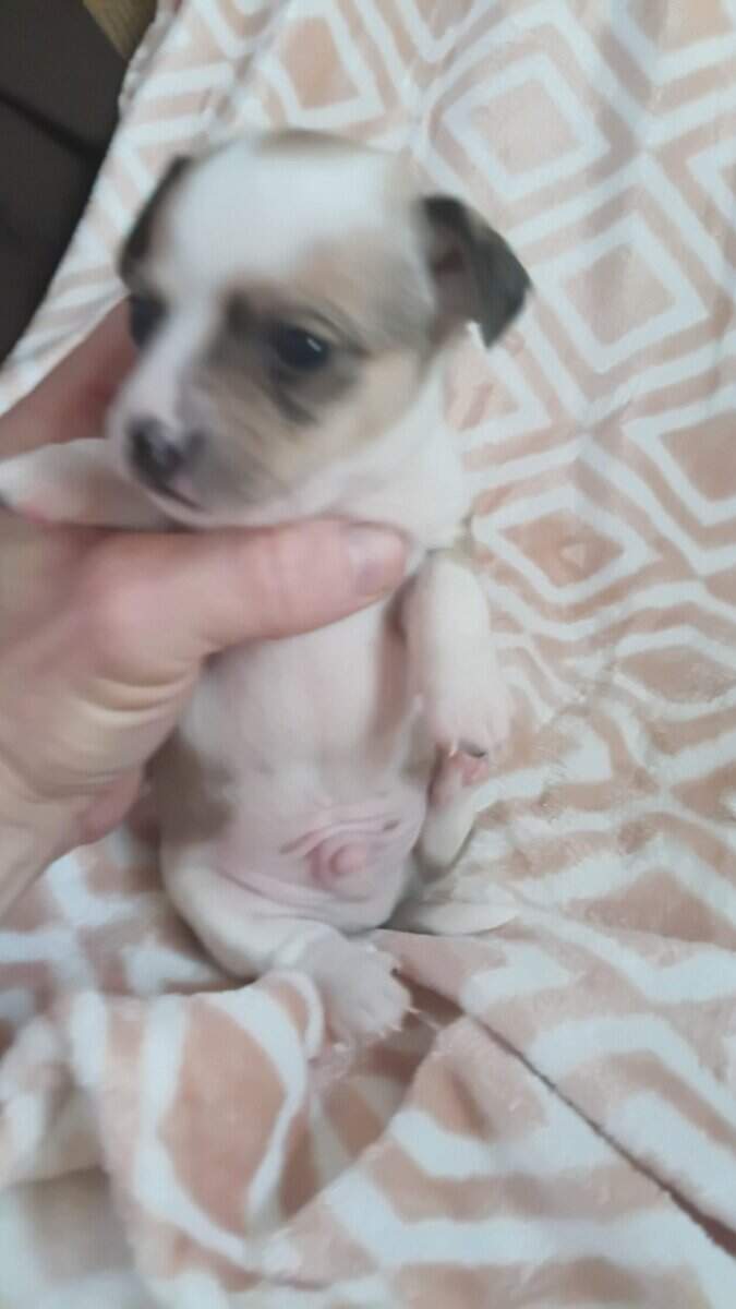 Chihuahua puppies image 8