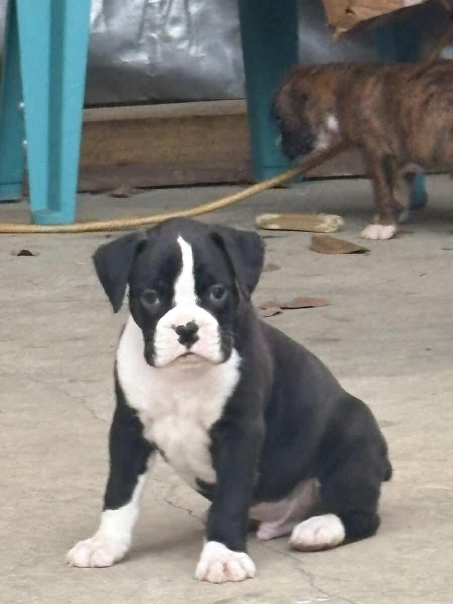 MALE PUPPIES image 1