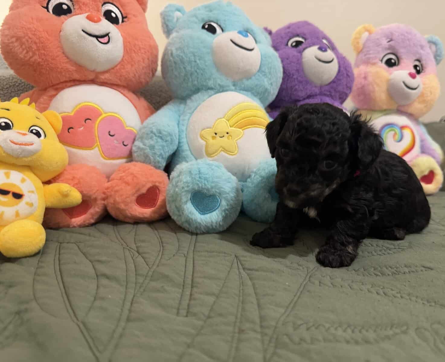 Toy poodles image 12