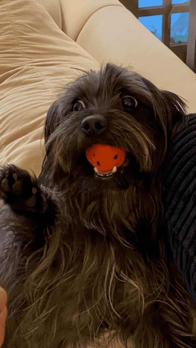 8 year old male terrier mix image 2