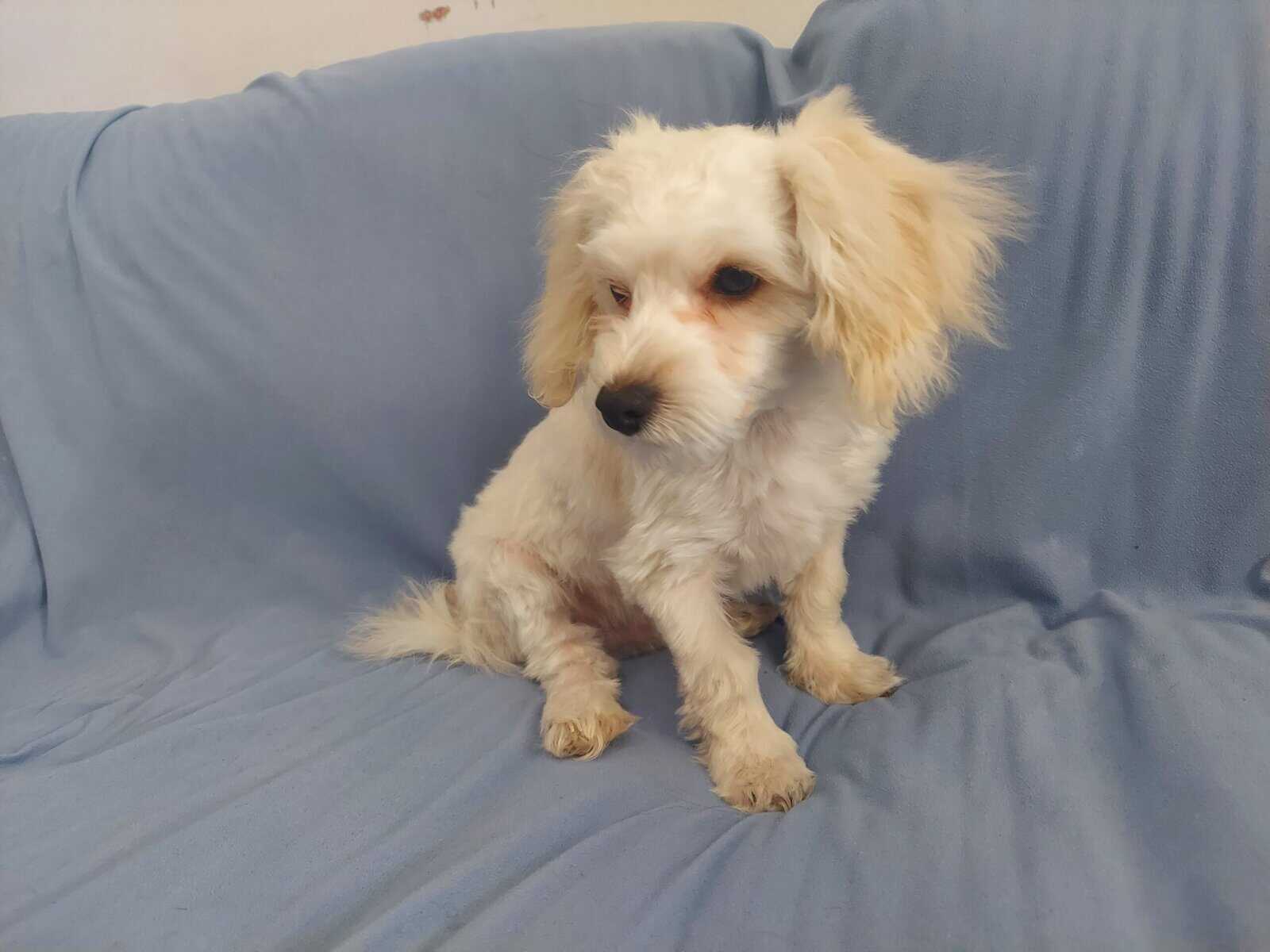 Monty is in-home raised in Michigan, non-shedding image 2
