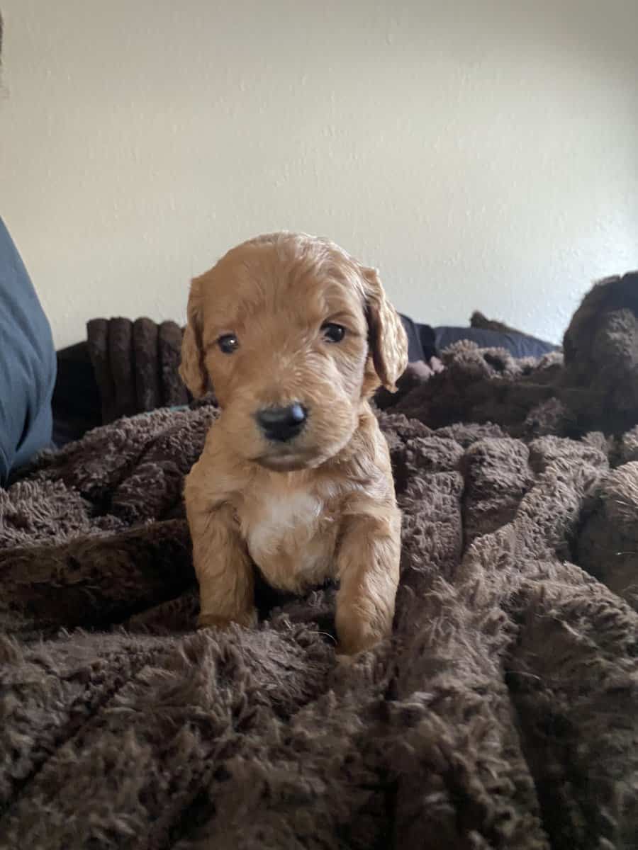 Mini Goldendoodles F2B image 2