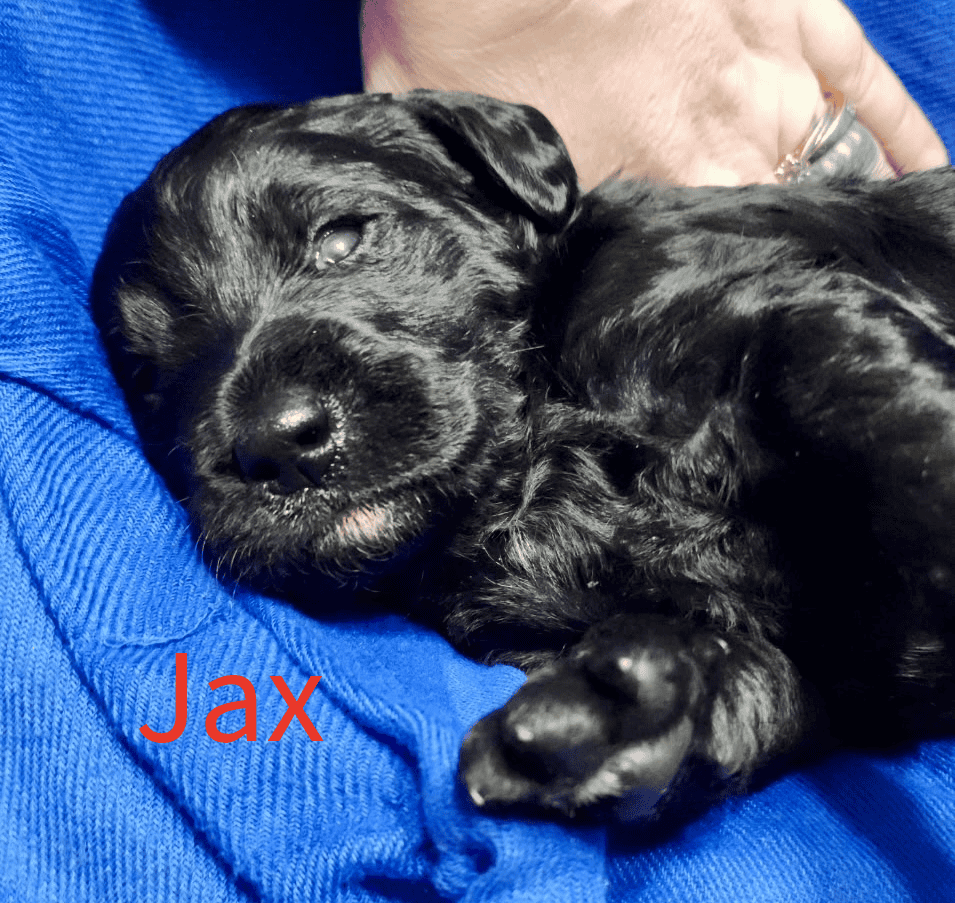 Labradoodle! image 16