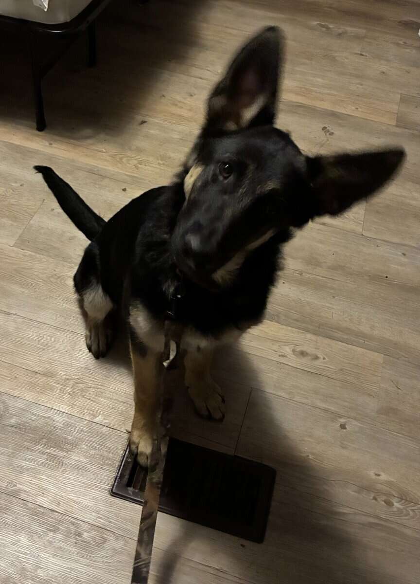 Obedient German Shepherd Puppy image 3