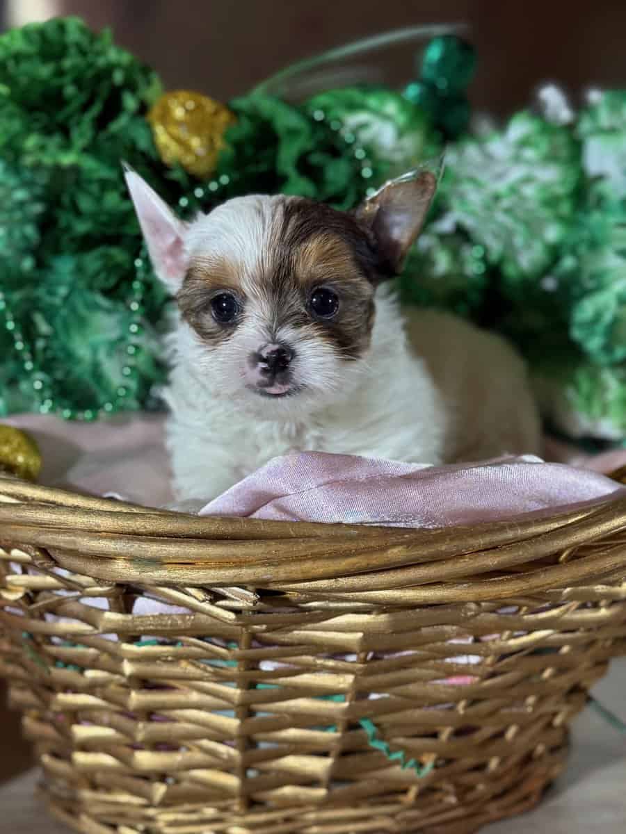 yorkies image 2