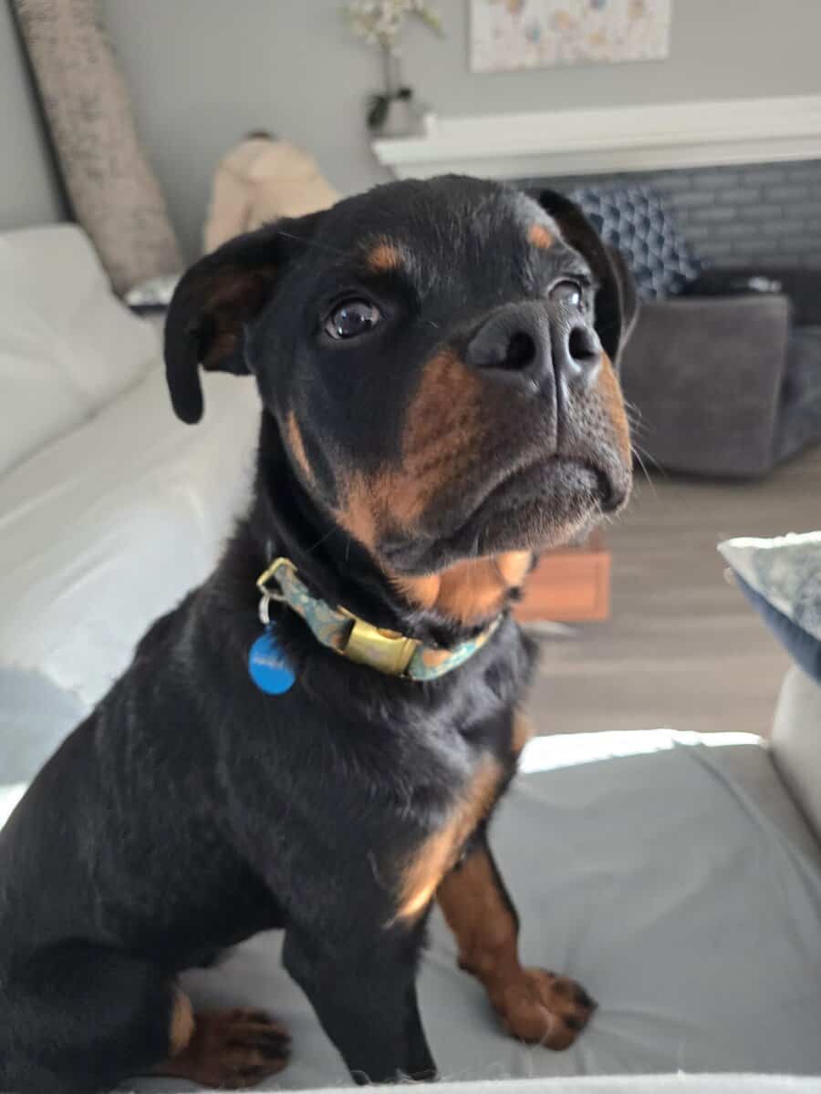 Winston (Winnie) image 3