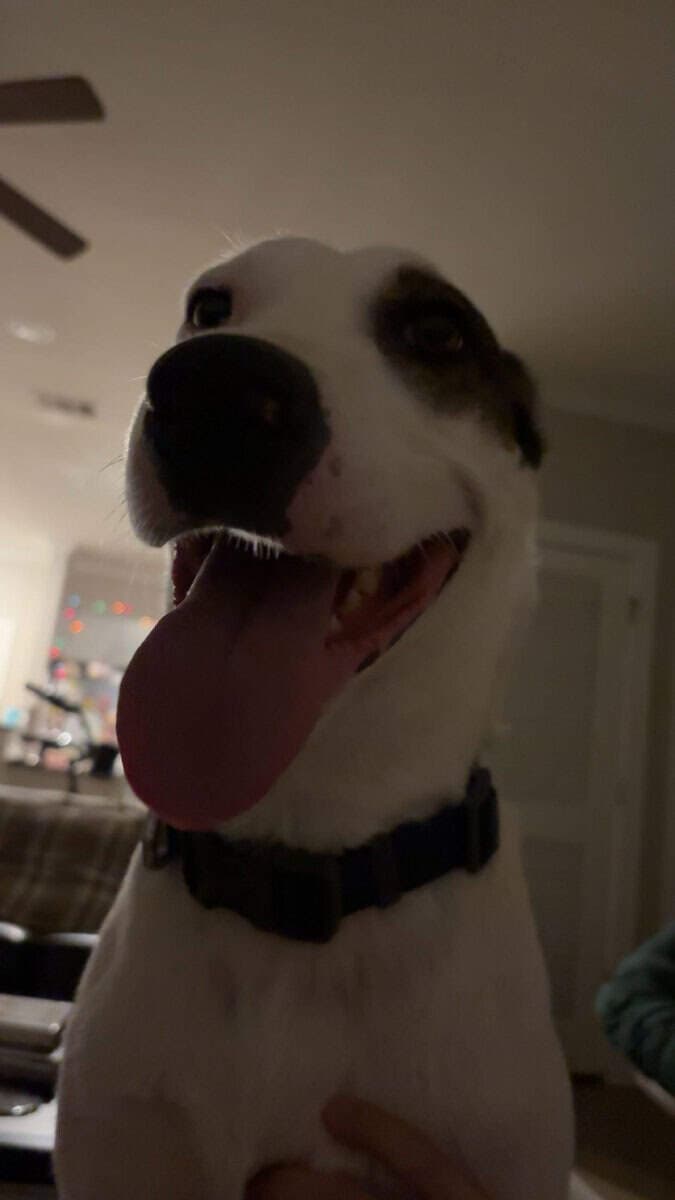 Need Help Rehoming Ringo image 4