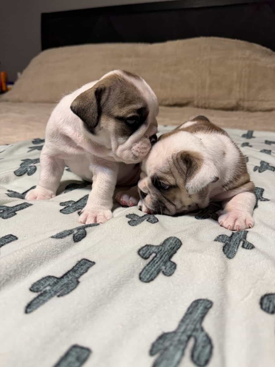English Bulldog puppies image 17