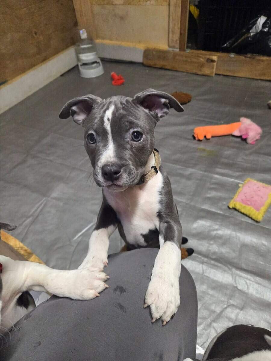 Pitbull puppies image 5