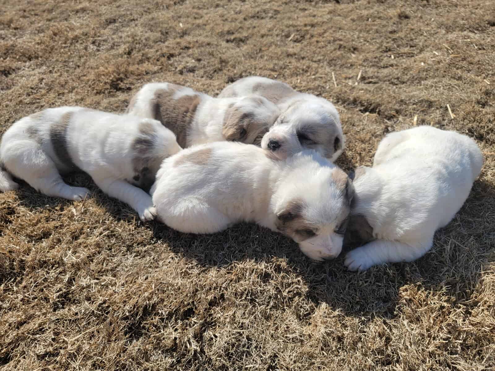 Central Asian Shepherd image 3