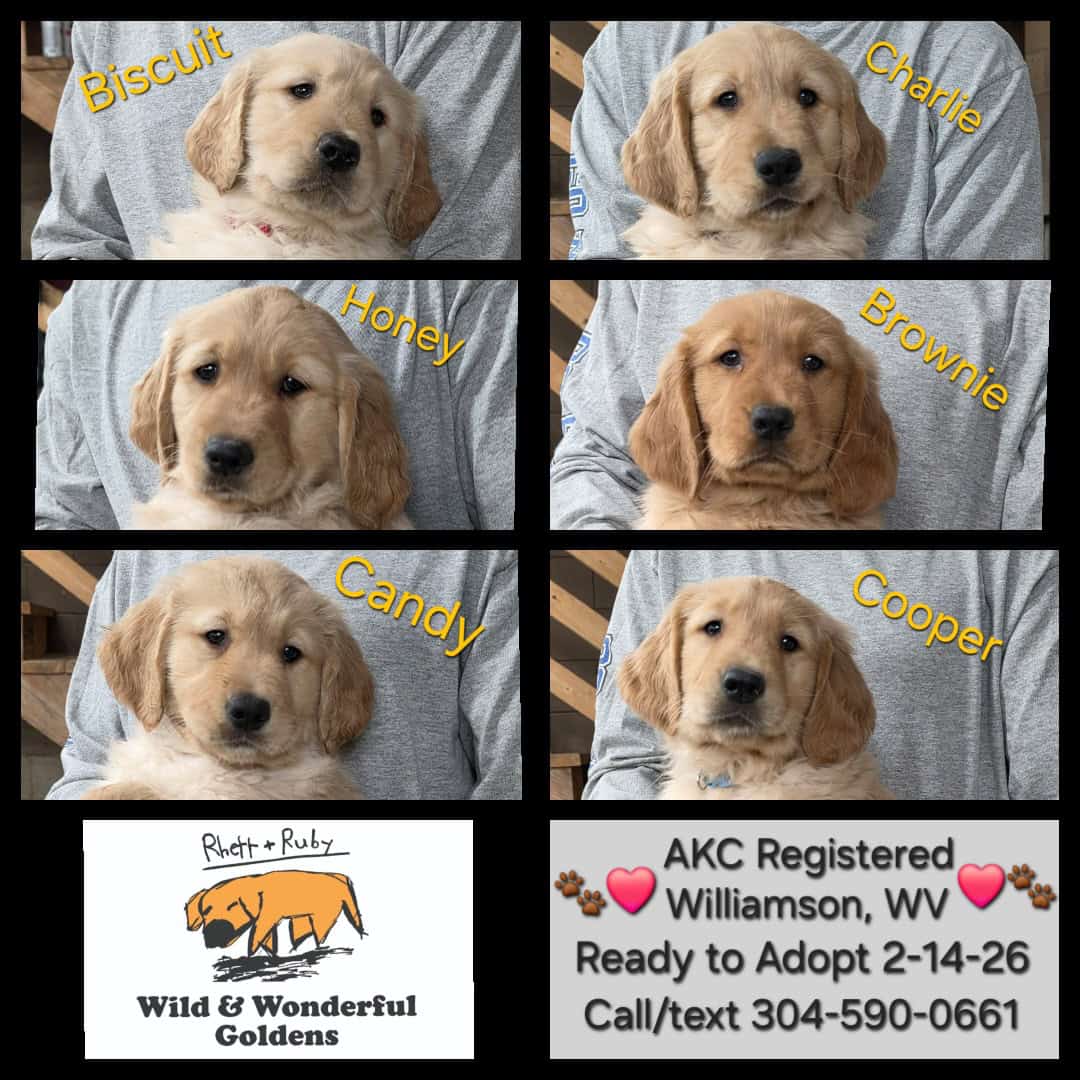 AKC Golden Retriever Puppies image 1
