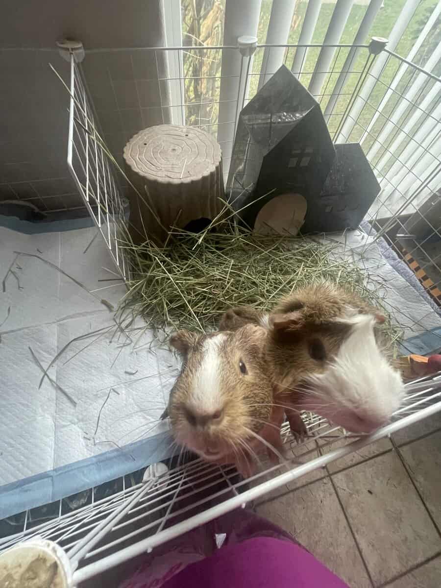2 Male Guinea Pigs image 1