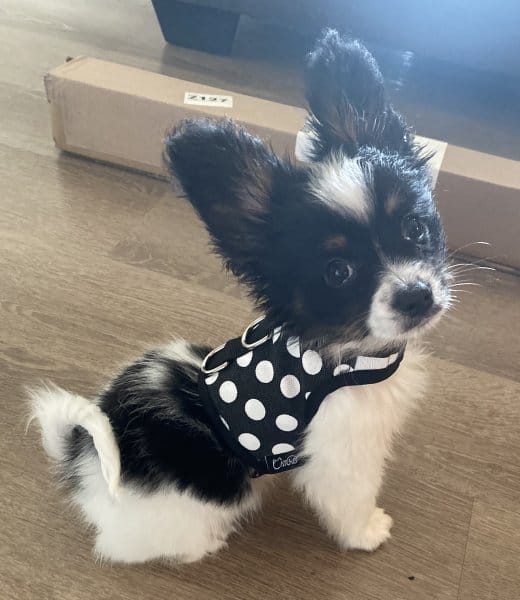 AKC Papillon puppies image 3