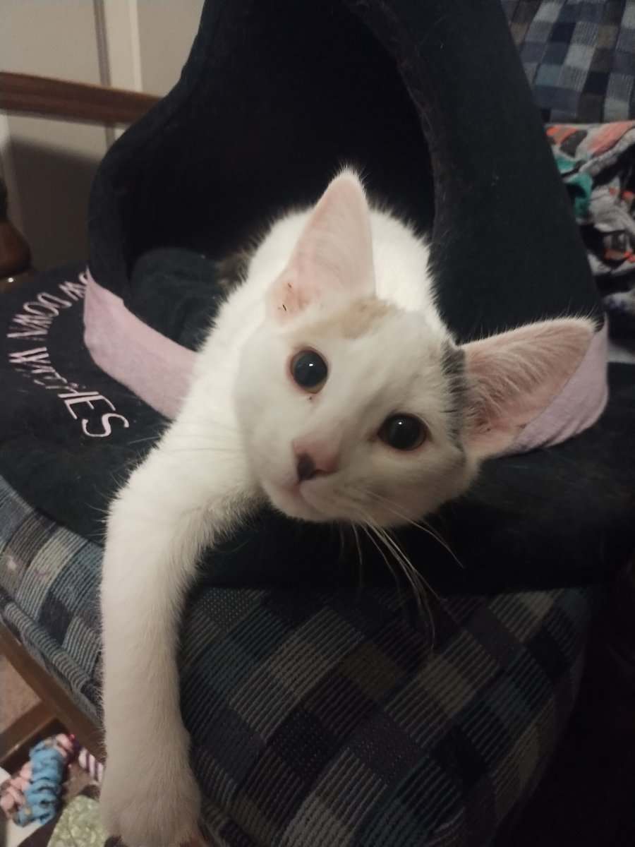Four kittens need furever homes! image 5