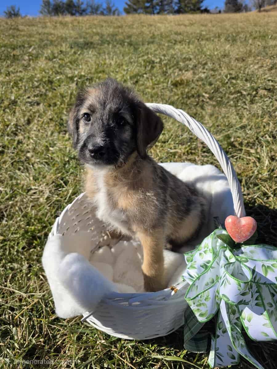 Anatolian Shepherd/ Sheepadoodle Puppies image 1