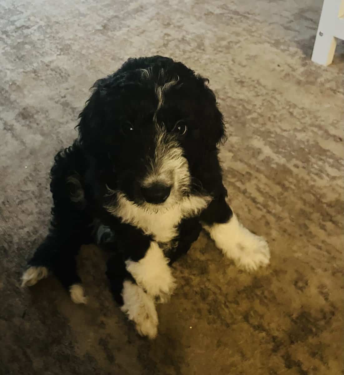 Baxter adorable Aussie doodle puppy image 3