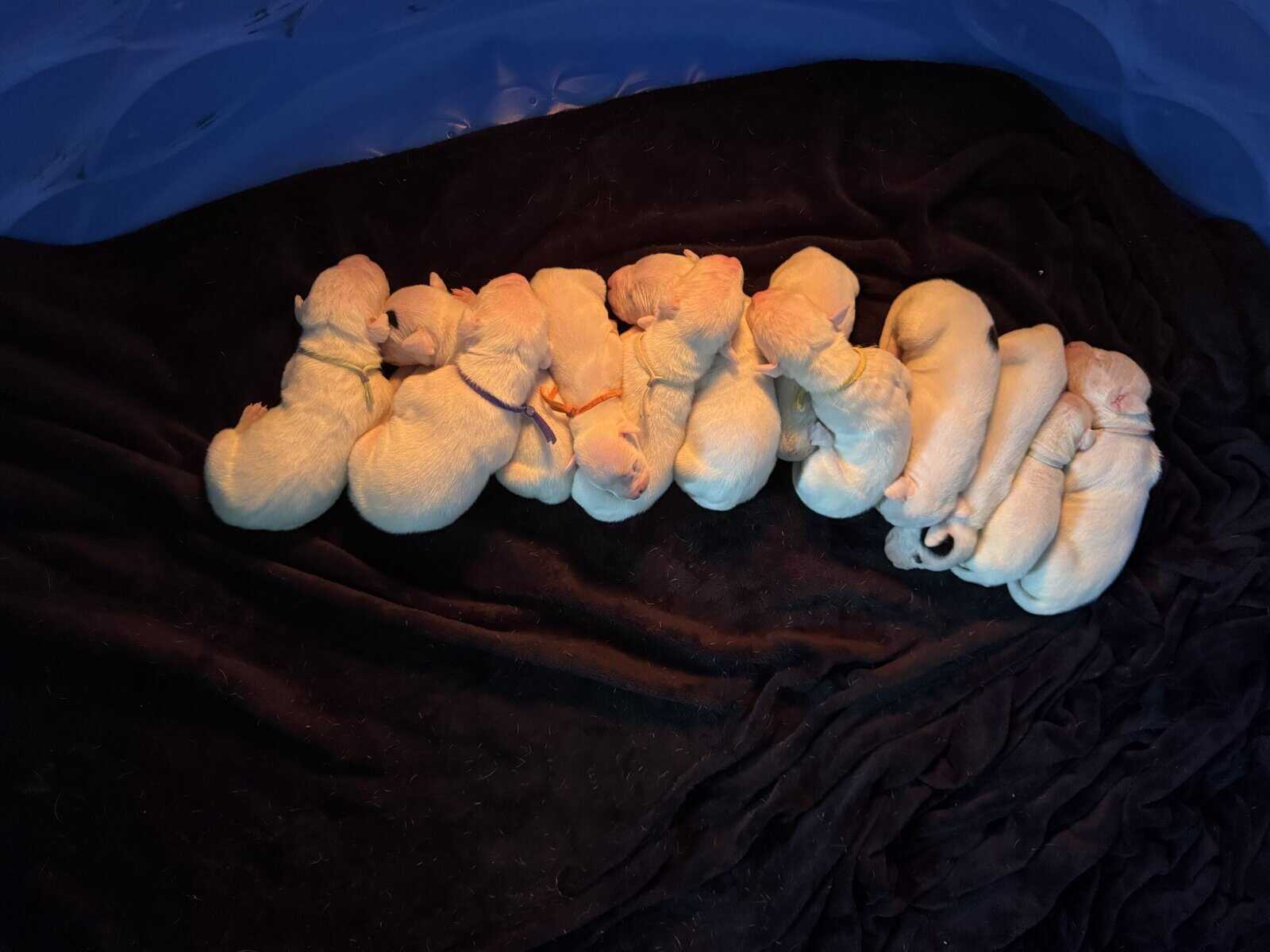 Akc dogo argentino puppies image 11