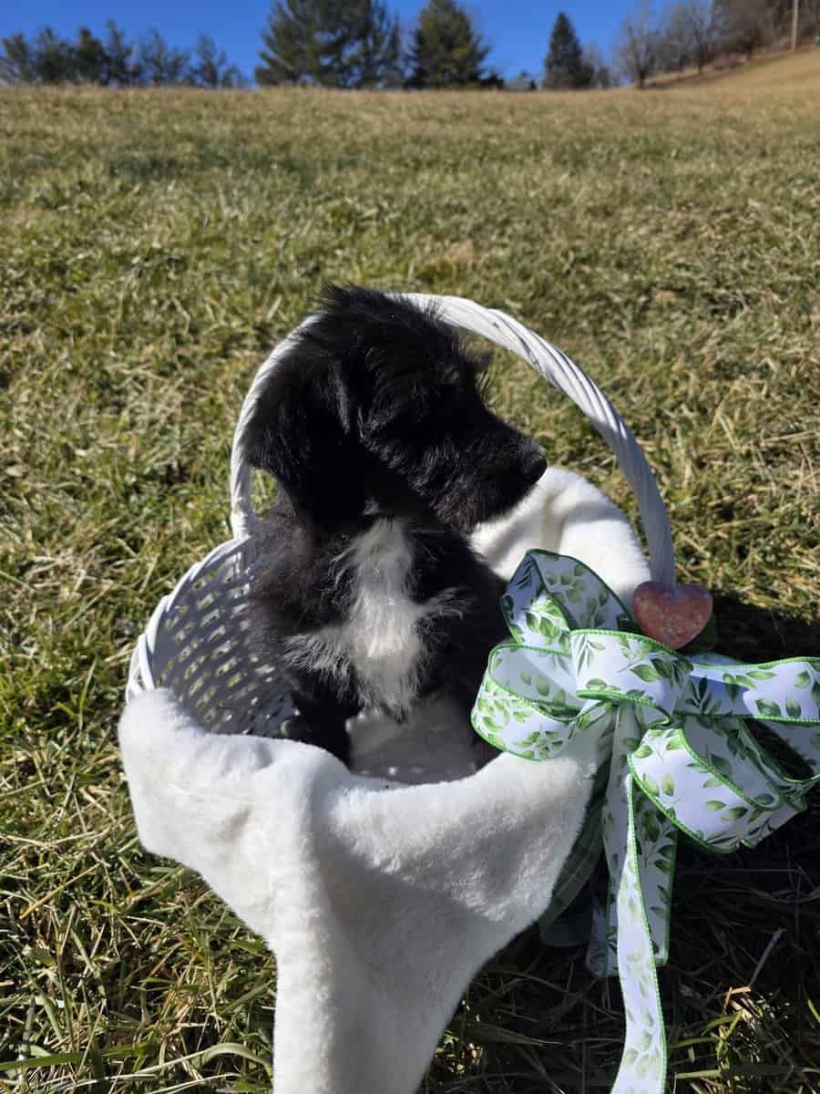 Anatolian Sheepadoodle Female image 3