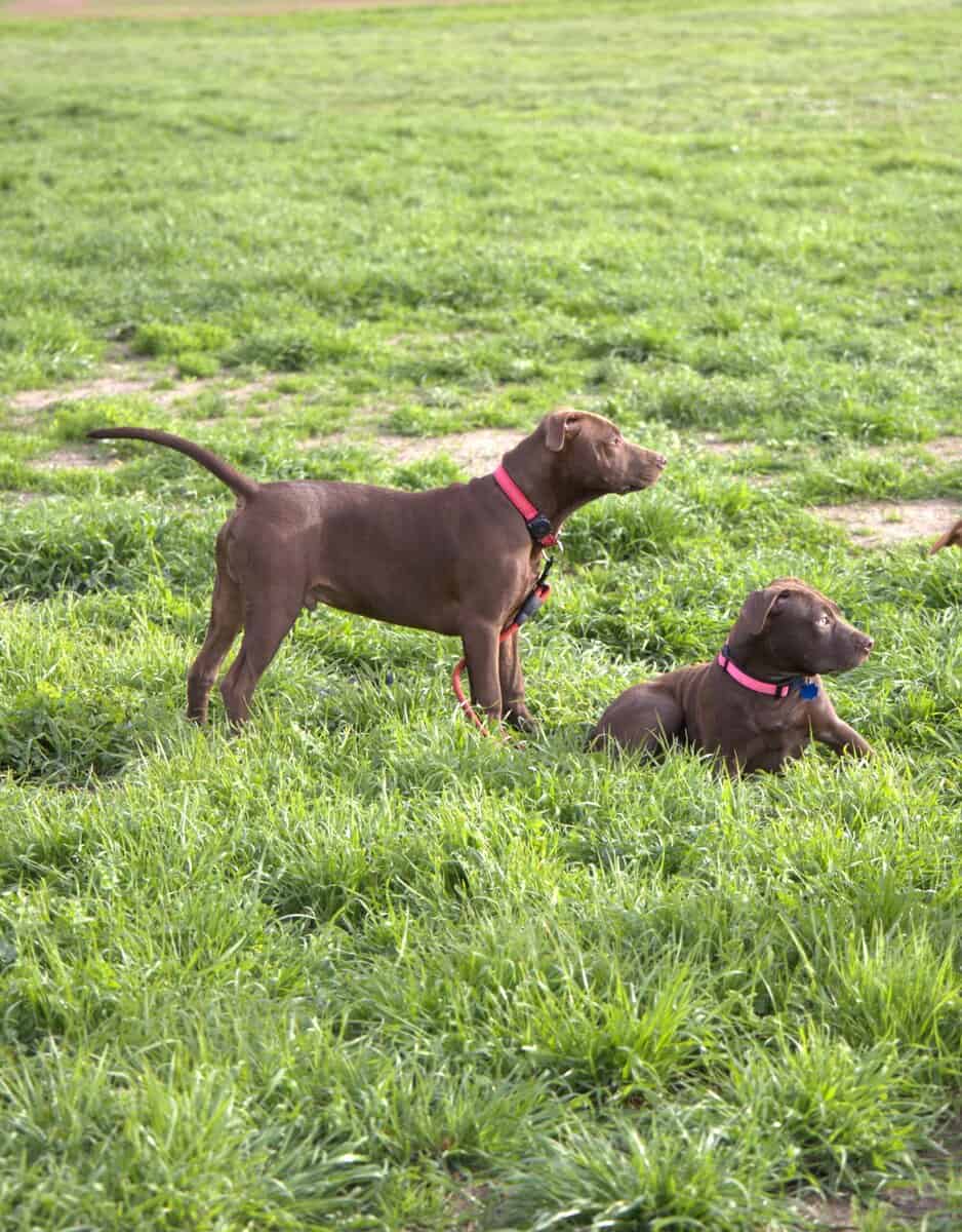 Red Nose American Pit Bull Terrier puppies image 5
