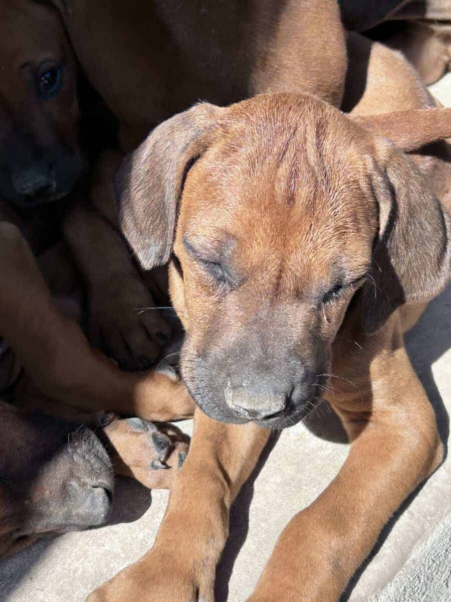 Rhodesian Ridgeback Puppies image 3
